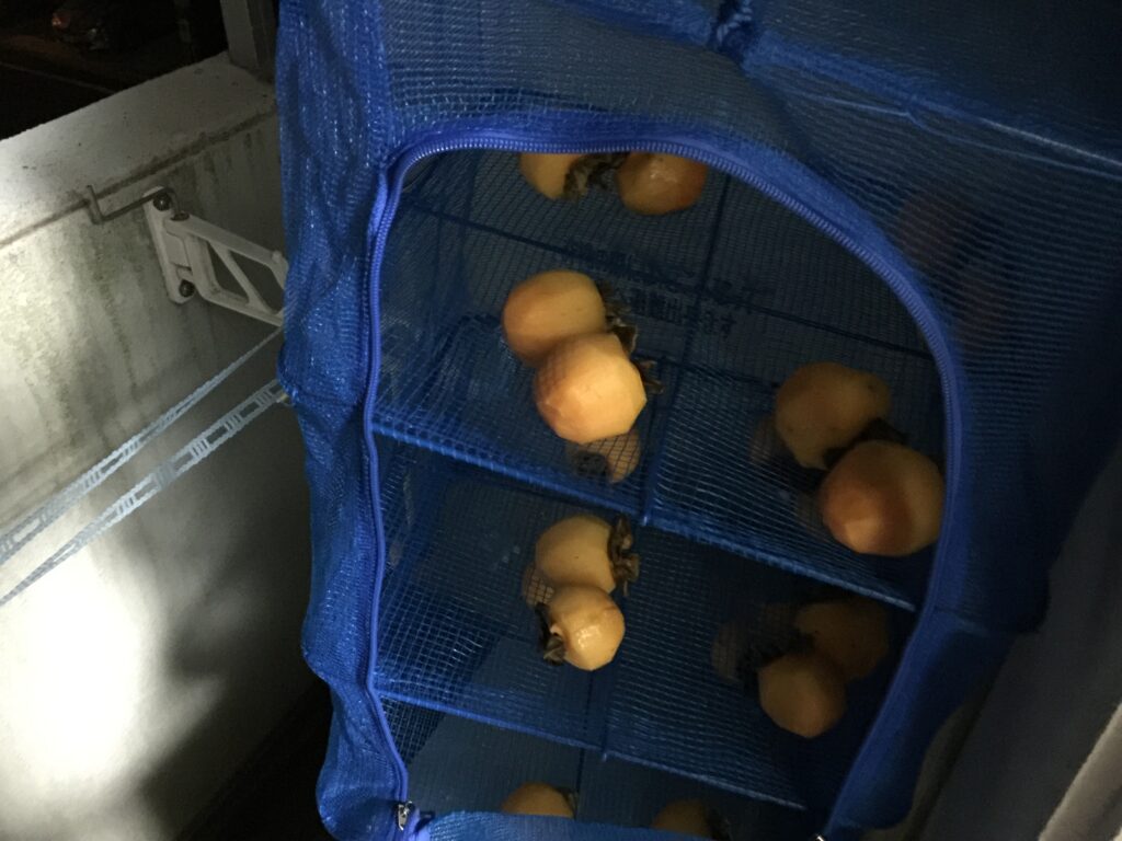 干し柿　初日