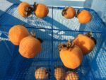 干し柿の食べごろまでの干す期間と経過の様子